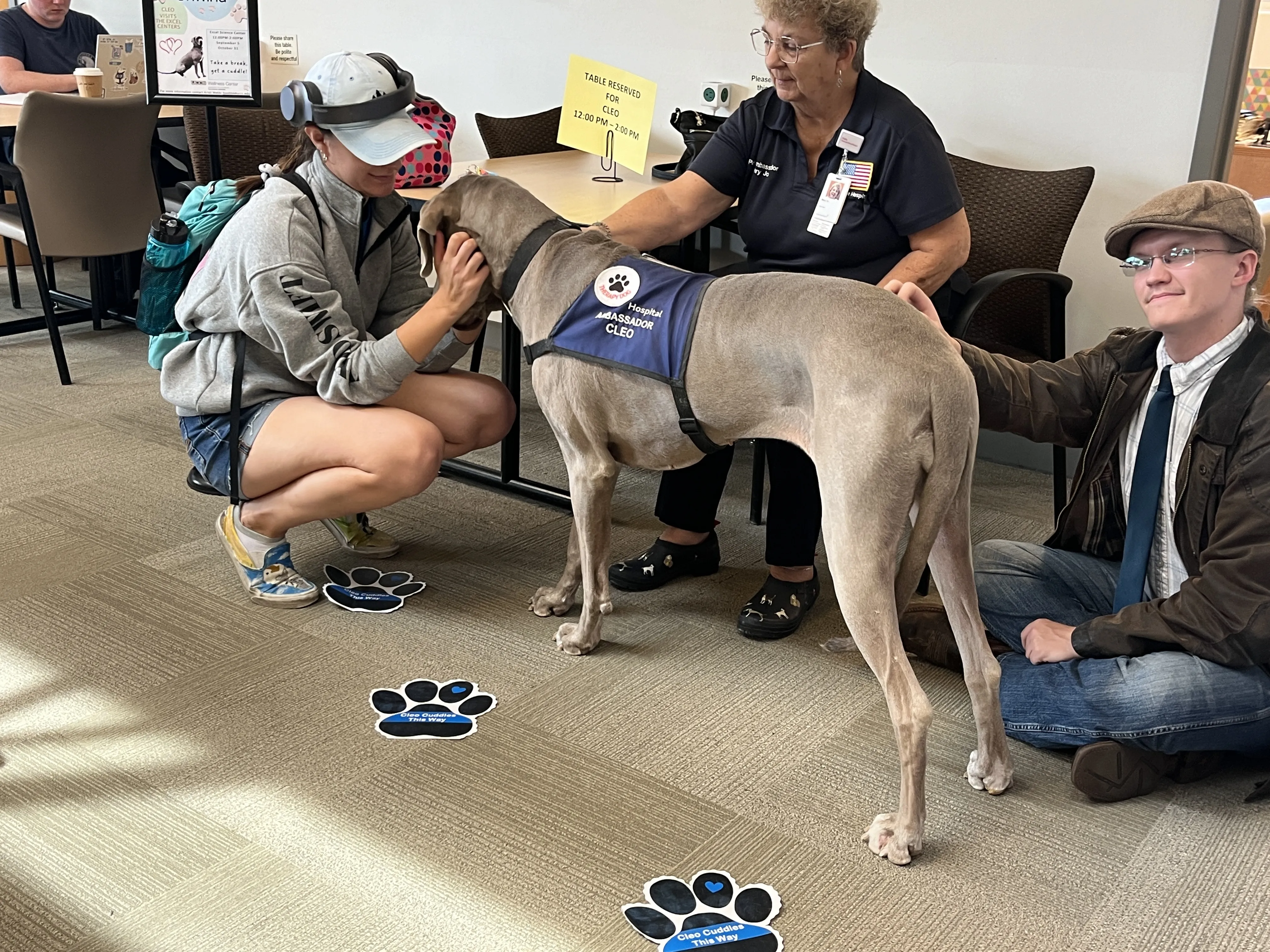 Canine Connections Dogs