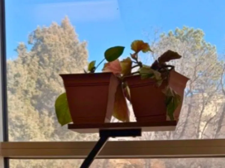 plant 
