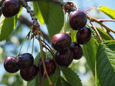Photo of black cherries on the branch